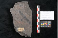 Foto (Objekt + Etikett) von Equisetum ungeri Ettingshausen (NHMW-GEO-2024-0188-10619)